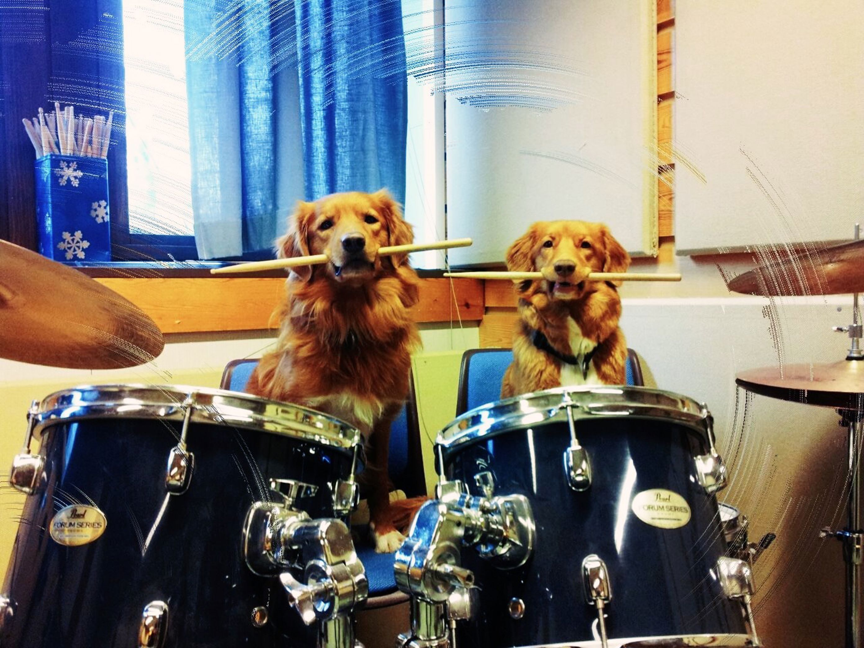 To hunder med trommestikker i munnen